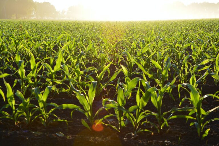 Engineered bacterial strains could be used to nourish crops and minimize pollution in streams.