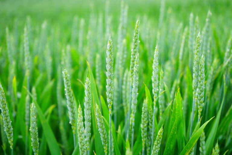 Crop output boosts soil nitrous oxide emissions, according to computer simulations.