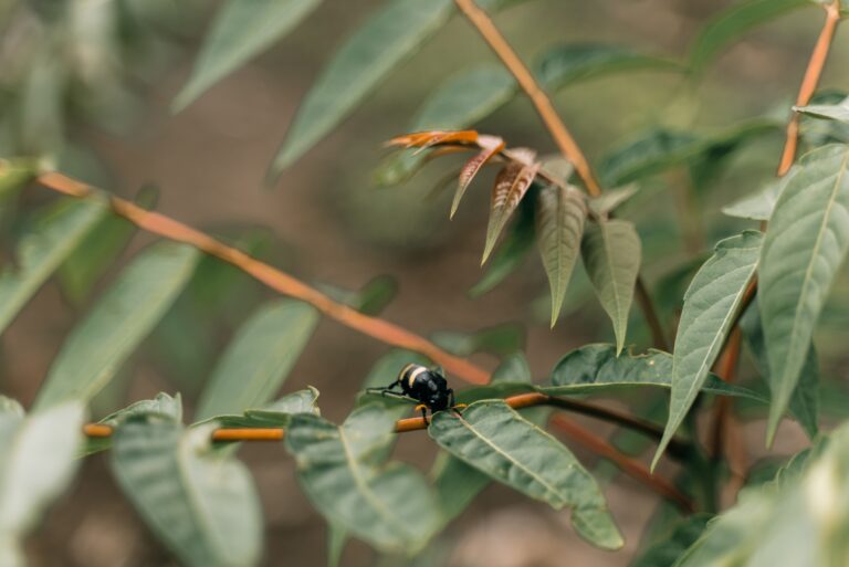 Insects Must Cross A Textile Maze In The ‘Plant Armor’ Crop Cover