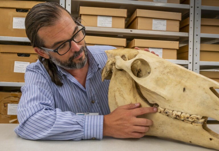 Ancient DNA from an American Domestic Horse Supports Shipwreck Legends