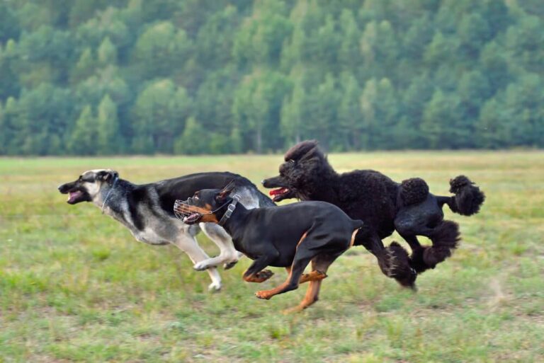 8 Sporty Dog Breeds That Keep You Fit