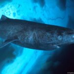 Arctic sharkggf