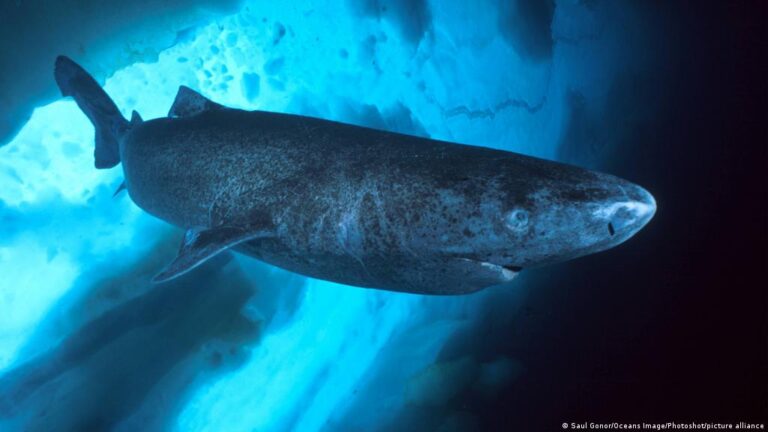 Arctic sharkggf