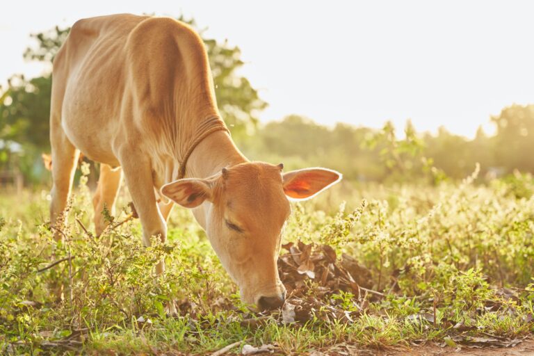 Lumpy skin disease is killing thousands of cows across India.