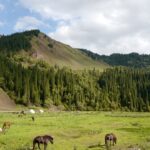 Drones in Wildlife