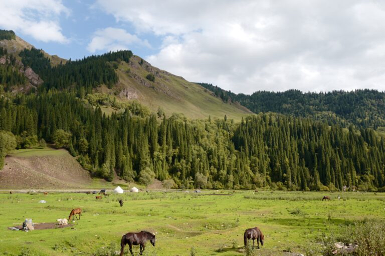 Drones in Wildlife