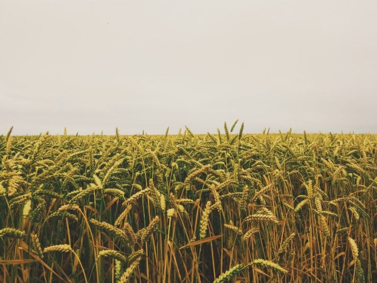 Regenerative agriculture