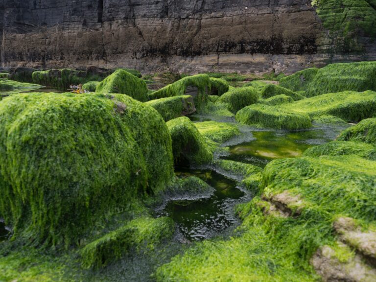 Algae-Based Biofuels