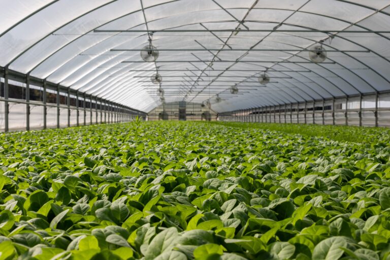 The Potential of Solar-Powered Greenhouses for Sustainable Agriculture
