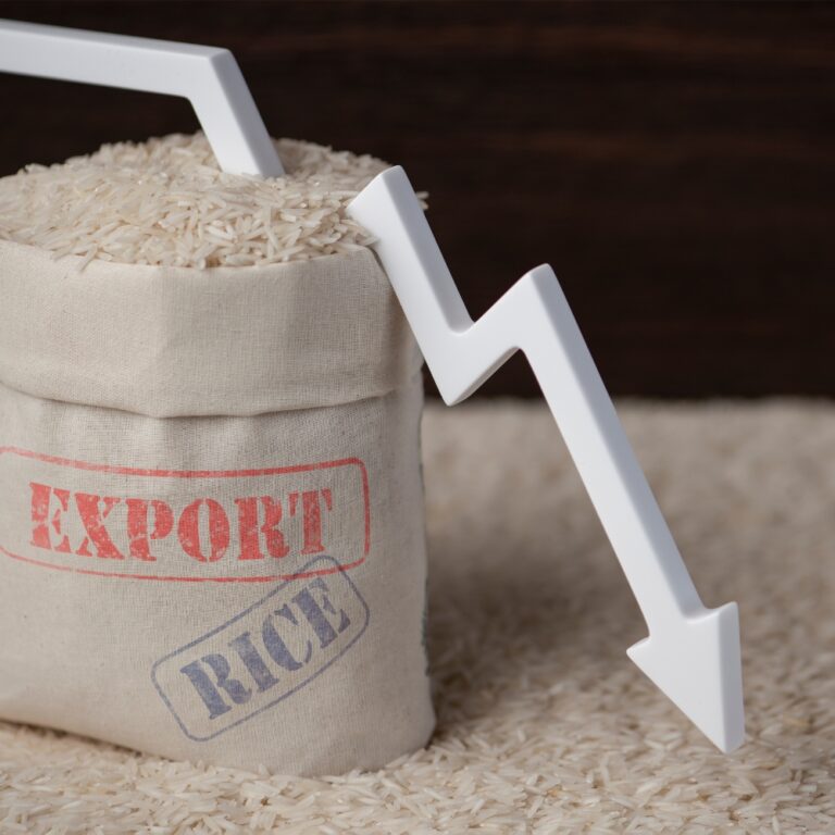 The Impact of Rice Export Ban on India’s Economy and the Need for Sustainable Production Models