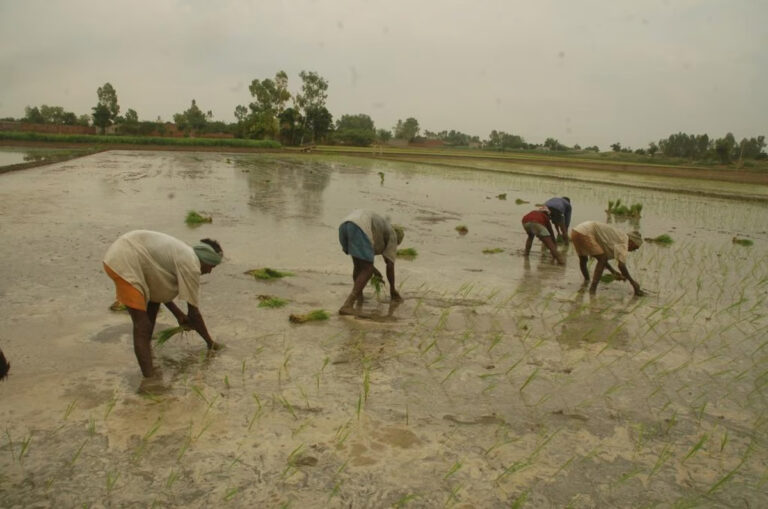 Data Dive: Worrisome Impact of Excess Rain on India’s Kharif Crops