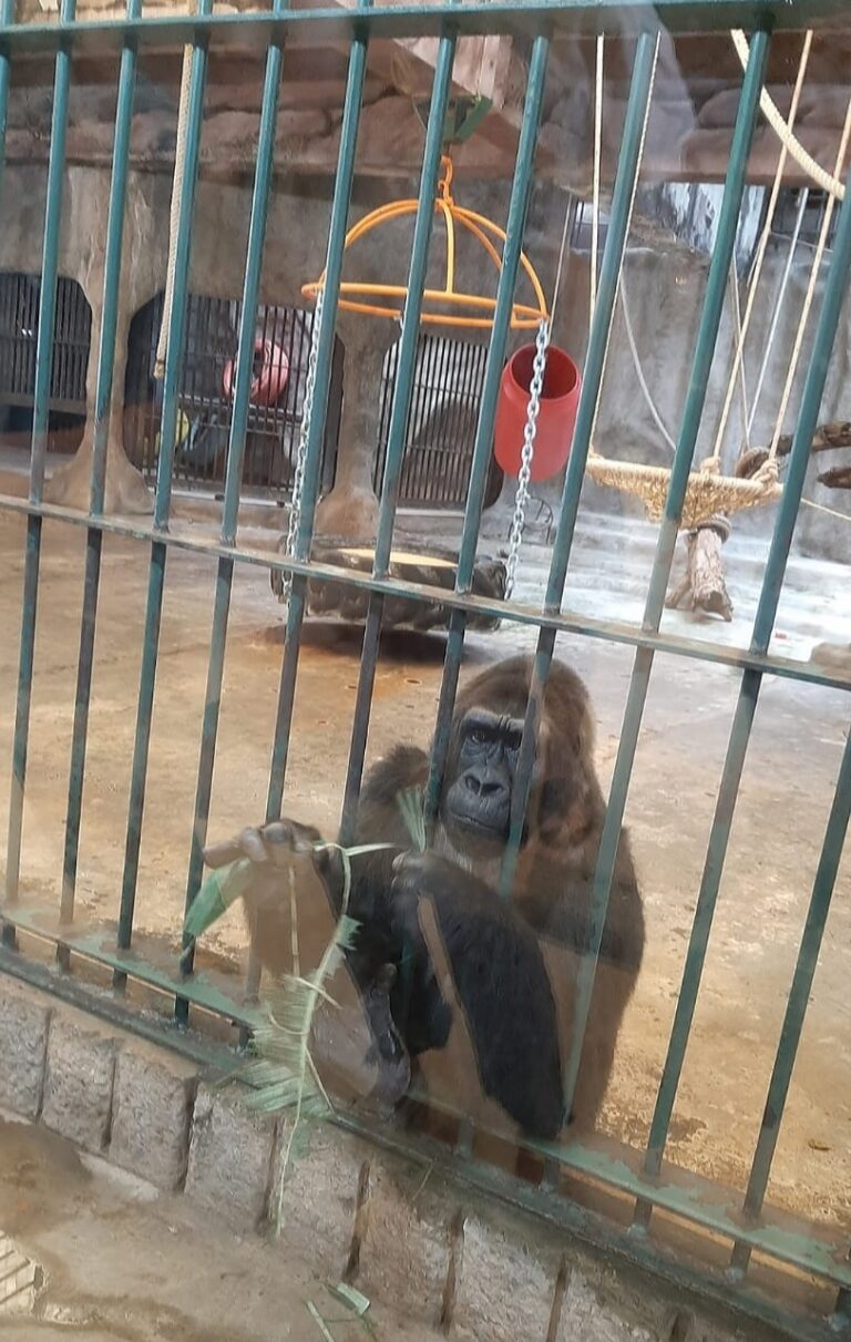 World Animal Protection Calls for Enhanced Institutionalized Protection of Animals